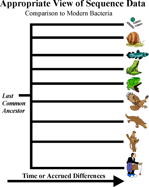 Comparison to Modern Bacteria IMG