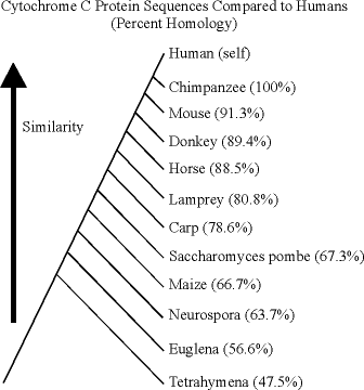 Sequences compared to humans