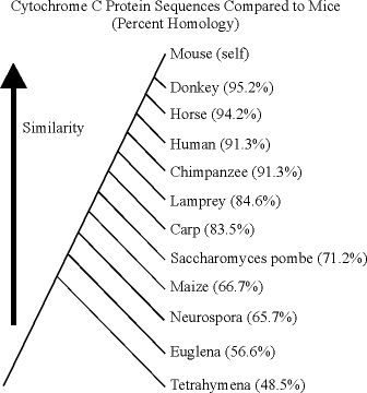 Sequences compared to mice